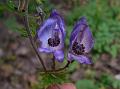 Nepal Monkshood